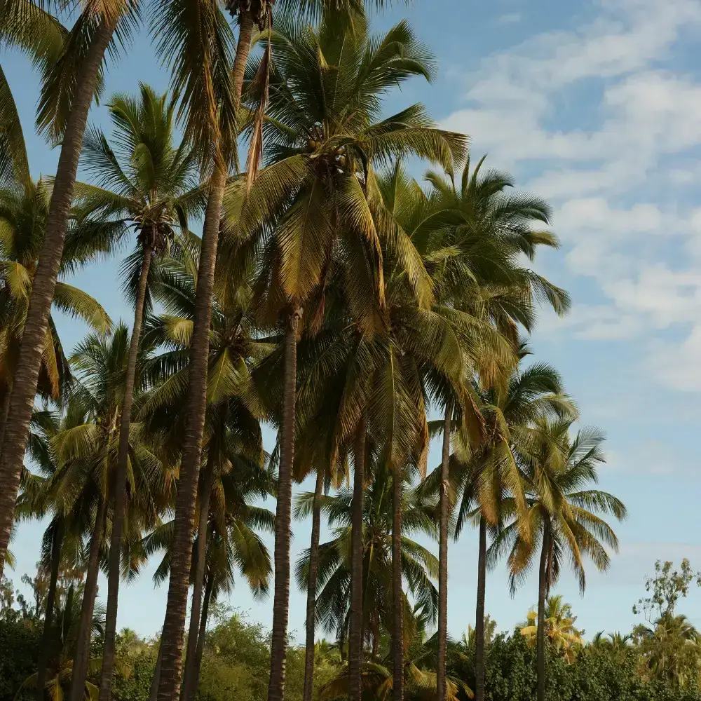 La Réunion, photo 3