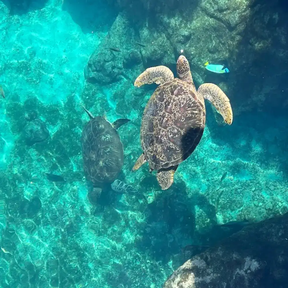 L'île de la Réunion